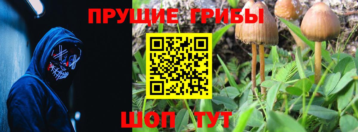 Галлюциногенные грибы Psilocybine cubensis  Вход с VPN  Ногинск 